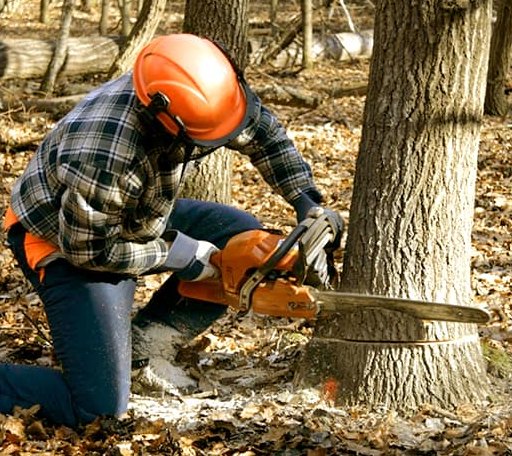 Tree Removal in Brenton, WV